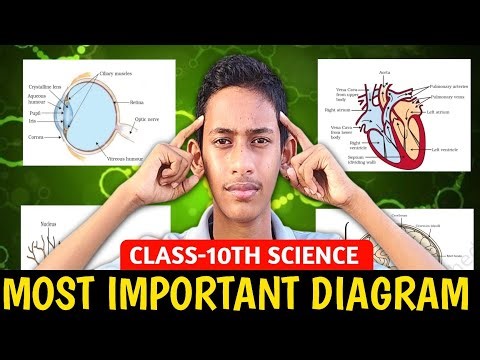 Class 10 Science: The Most IMPORTANT Diagrams