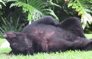 Florida Bear Eats 20 Pounds of Dog Chow, Falls into Food Coma in Backyard | OutdoorHub