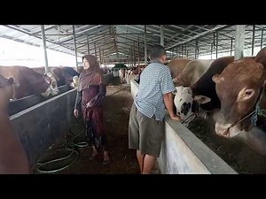 Peternakan Sapi Limosin