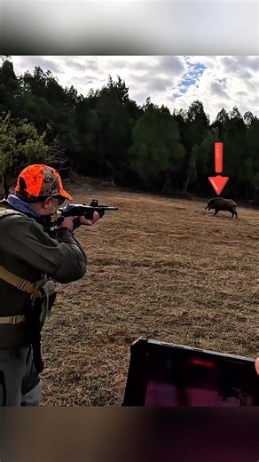 Охота на кабана — точный выстрел 🎯 #hunting #загоннаяохота #весенняяохота #точныйвыстрел