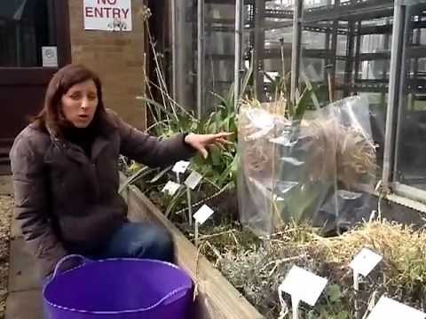 How to help your Agapanthus through the winter.