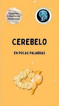 Cerebellum