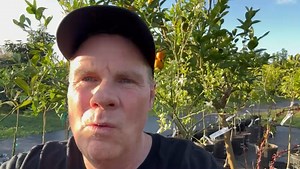 Most people don’t know this—orange trees grown from seed can take years and years before producing. Grafted trees change the game, giving you fruit in about half the time. And blooms like these? They’re nature’s way of saying: fruit season is right around the corner. Join this Friday & Saturday for our END-OF-THE-YEAR FAST-PRODUCING FRUIT TREE SALE! A Land of Delight Natural Farm & Nursery 📍 2514 Leaning Pine Lane, Plant City, FL 33565 📞 813-359-9120 | A Land of Delight Natural Farm & Nursery