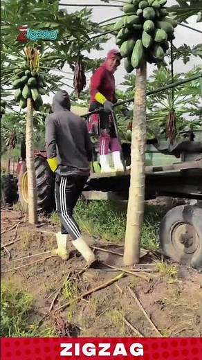 Agricultural Harvesting Technique for Improving Fruit Collection and Farm Productivity