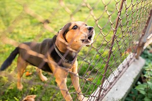 Stop Your Dog From Fighting Through the Fence | Journey Dog Training
