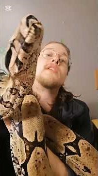 Meet our HUGE? snakes #reptileroom #reptiles #snake #big #boa #python