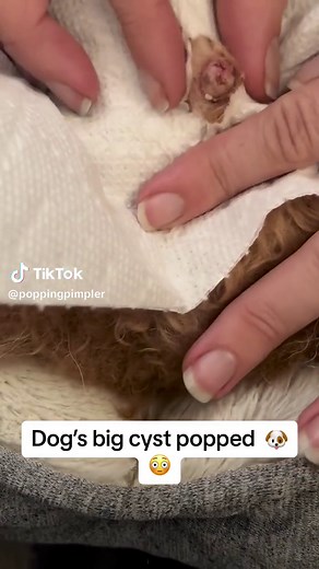 Big pimple on dog popped #popping #satisfying #dog #puppy