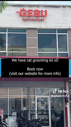 Luxury Cat Grooming Services at Gebuu Pet Hotel