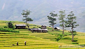 Top 10 Homestay Mù Cang Chải giá rẻ đẹp view ngắm ruộng bậc thang