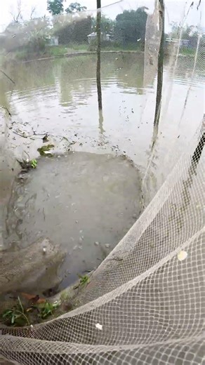 Amazing Traditional Net Fishing: Catching Fresh River Fish for Dinner 🐟