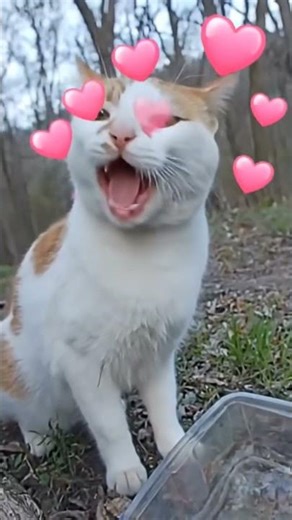 🙂 Watch this cat sing for you 🐈‍⬛️ @Relentless_Nature