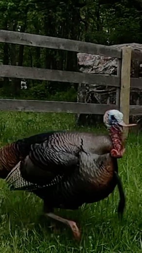 Turkey ATTACKS the Decoy… Then Gets SMOKED on GoPro 360 🤯🦃💥💨