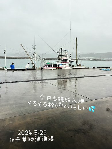2024.3.25 in千葉勝浦漁港 #カツオ一本釣り船 #11福栄丸 #縄船 #本マグロ 新市場完成‼️4月から新たなやり方に変わり色々と慣れずに大変そう💦 #仲買の会話 今日はいつもの会話も🫣