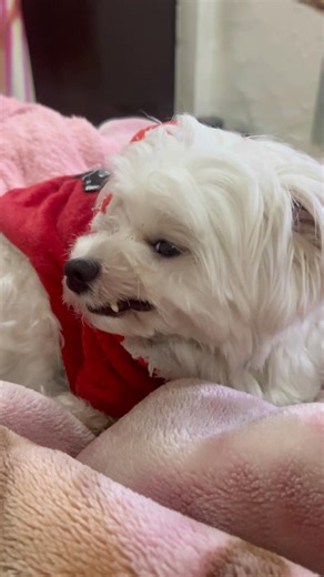 Maltese showing his teeth