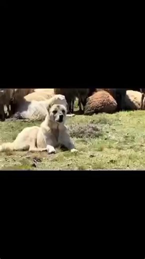 صد هجوم الذئاب ومطاردتها بواسطة كلاب الحراسة كانكَال