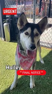 20K views · 1.3K reactions | Urgent Final Notice ✳️HAILEY ✳️ID:...