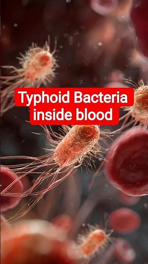 Typhoid Bacteria in Action 🦠 | How Salmonella Typhi Infects Your Body | 3D Medical Animation #shorts
