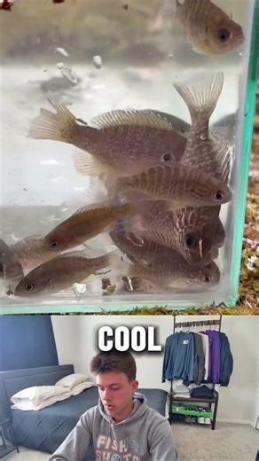 Netting EVERYTHING in river! #fishing #netfishing #minnows