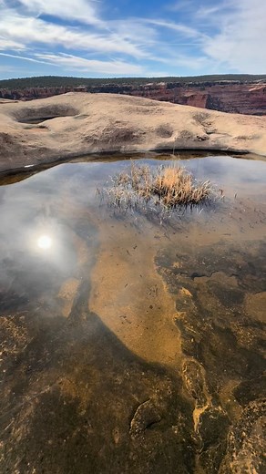 1.5K views · 212 reactions | October storms filled the potholes on the canyon rims and brought alien appearing creatures to life. These little guys are tadpole shrimp or Triops, 300 million old creatures adapted to some of the harshest conditions on the planet. Life finds a way everywhere | Brian Murdock | Facebook