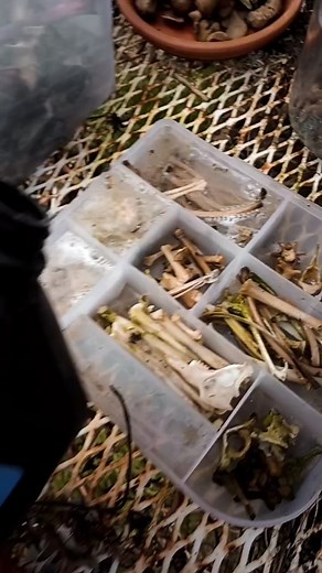 Proper Techniques for Cleaning Animal Bones