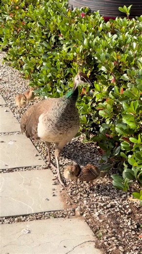 Peacock Care and Facts: Peafowl Basics for Bird Lovers