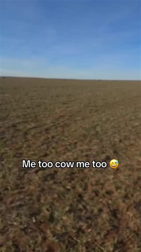 Adorable Cow Communication: How Cows Interact