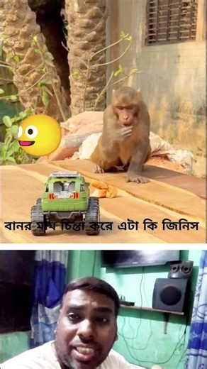 monkey is thinking whatis this#shortvideo #funny #funny animal