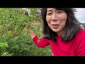 たわわに実ったクコの実