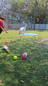 17K views · 322 reactions | Safe! We just LOVE KASSEL!!! He is on the EUTH LIST and has a DEADLINE of WED. 3-12-25 .If you can SAVE him email PetInfo@hcfl.gov cc rescuemetampa@yahoo.com Put " DO NOT EUTH" KASSEL in subject line with PET ID, go to the shelter ASAP. Pet Resource Center 440 Falkenburg Rd Tampa Main Link https://www.facebook.com/share/p/15JDvzJktr/ | Rescue Me Tampa - Shelter Dogs | Facebook