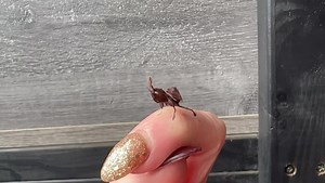 12 reactions | The Ghost Mantis is an awesome smaller species of mantis. It has a leaf-like appearance which aids in its camouflage in its natural habitat of the forest of Madagascar & Africa  #ghostmantis #mantis #mantisofinstagram #phyllocraniaparadoxa #invertebrates #reptile #reptiles #reptilesofinstagram | Exeter Exotics | Facebook