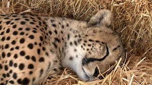Endangered cheetahs in South Africa