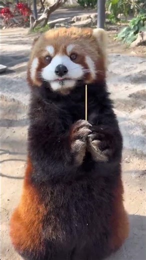 MAO MAO is just so adorable that it s exploding#The red panda is simply adorable to the po