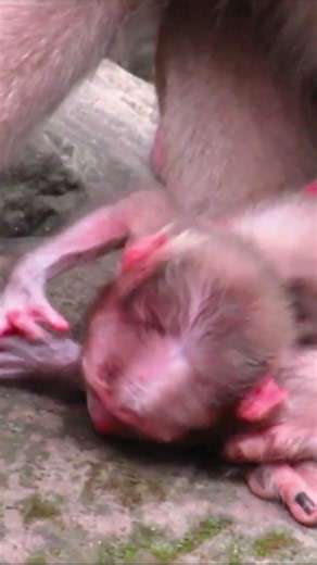Life of Monkeys: The baby monkey gets annoyed when its mother cleans it.