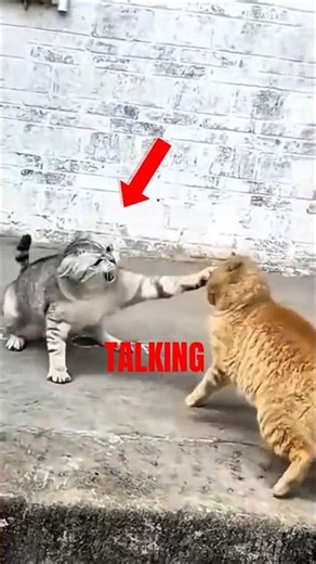 This Cats Arguing Like Humans 😭 #cats #funnyanimals #funnycats