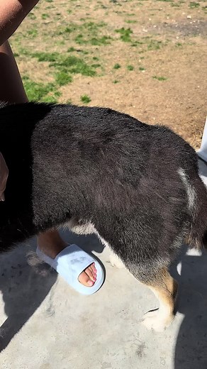 With summer coming up, you wanna make sure to get your hands on this dog brush so you can help your dog shed It’s winter coat.