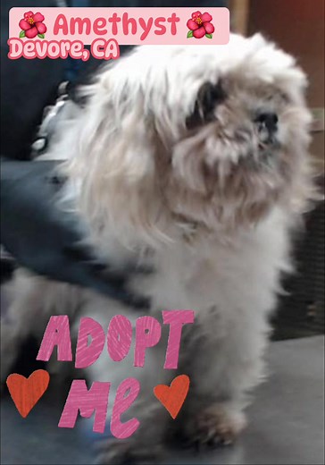 ❤️ RTO ❤️ 🌺 AMETHYST 🌺- ID #A832468 (available 11/15/25) Medical Waiver (see notes in comments) Description: I am a white, unaltered female, who looks like a Shih Tzu mix. Age: I am estimated to be 9 years old. More Info: I am in kennel D HSP 17. I have been at the shelter since Nov 10, 2025. I was found near Victoria And Cypress in Highland. 📍Devore Animal Shelter 19777 Shelter Way San Bernardino, CA 92407 📞 Phone Number: (909) 386-9820 📧 Shelter’s rescue coordinator: SBAC.rescue@dph.sbcou