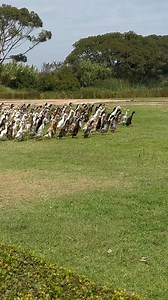 95K views · 2K reactions | Indian Runner Ducks are allowed into the grape vineyards at Vergenoegd Low Wine Estate, to eat all the bugs and weeds.. | The Buffalo Overlander | Facebook