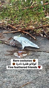 سبحان الله طير نادر طفرة مميزة 😍😍 rare cockatoo 😍😍 fine feathered friends 0410222922 #sydney #australia #cockatoo #reelsviralシ #aymantahan #reelschallenge #explorepage #eclectus #birdlife #parrots | Fine feathered friends ツ