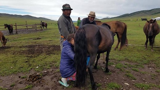 This video shows how Mongolians milk mares. The milking season of horses runs between mid of June to September. Mongolians ferment the milk to turn it into the traditional beverage called "airag". It tastes slightly sour and contains up to 2-3% of alcohol. | Discover Mongolia Travel