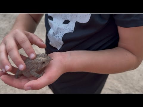 Building a Toad Habitat! Spotting a Baby Bunny and Young Fawn