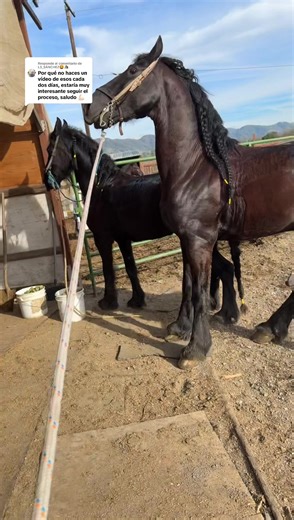 Respuesta a @L3_SÁNCHEZ🦁🐴 caballo 🐎frisón categoría, Esther Llegua frisona Jasper Sport #c#campor#ranchoh#horsesc#caballosf#fyppppppppppppppppppppppp