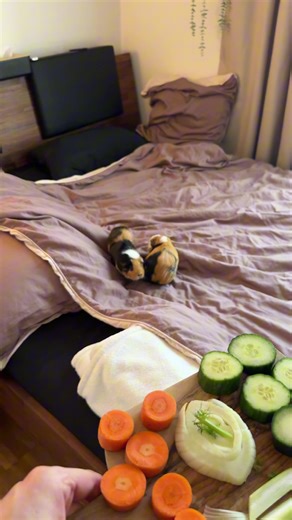 The Life of a Personal Chef for Guinea Pigs