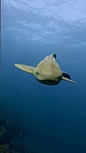 30K views · 1.6K reactions | The world of the Leopard Shark – where spots of elegance grace the ocean floor, leaving an indelible mark on the underwater canvas. 麗  Scott Wilson https://www.facebook.com/scottwilsonimagery | Diving Specials | Facebook