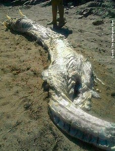 Mysterious Sea Creature Washes Ashore In Spain