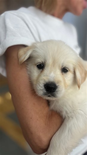 Puppy Yoga Birmingham, AL on Instagram: "Birmingham, happy puppy energy is coming this weekend. 💛🐾 Golden Retriever × Labrador puppies are bringing wagging tails, playful moments, and lots of feel-good cuddles to the mat 🐶✨ 45 mins yoga + 30 mins puppy cuddles 🤍 Birmingham — Golden Retriever × Labrador January 10–11 (Saturday–Sunday) Spots are limited — link in bio to save your spot! 📍 #PuppyYogaBirmingham #GoldenRetrieverPuppies #LabradorPuppies #PuppyYoga #CutestWorkoutEver #StretchAndSnu
