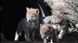 50K views · 1.6K reactions | Watch these cute wolf puppies come out of the den and explore their home at a Chicago-area zoo for the first time. | 9NEWS (KUSA) | Facebook