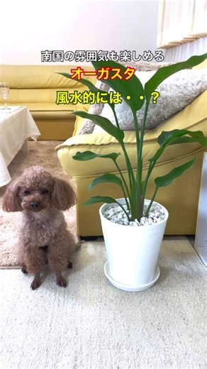 南国の雰囲気も楽しめる観葉植物 #オーガスタ #癒やされたらハート押してね #観葉植物 #ブルーミングスケープ #風水 #ストレリチア #strelitzia #strelitzanicolai #plants
