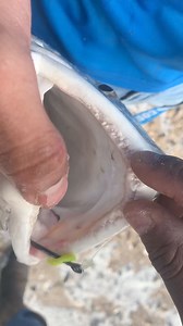 🦷🦷🦷=🦈？ #reddrum #reddrumfishing #bullred #reddrumfish #fyp #fishtok #fishing #fishinglife #saltwaterfishing #foryou #gulfcoast #galvestontx #galveston #saltlife #catchandrelease #dronefishing #fishing #reelsvideo #angler #bassfishing #trendingreels #trendingreels #reelsfb #bassfishing #reelsviral #lake #fishtok #treasure #bowfishing #howto #scubadiving #trending #usareels #travel #fishinglife #fishingtrip #saltwaterfishing #underwater #ocean #nature #instagood #instagram | Htownanglers