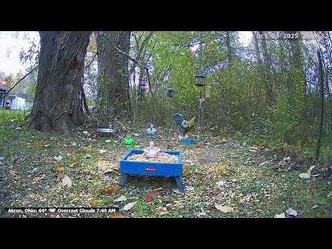 Fall October Bird & Critters LIVE