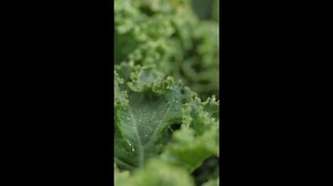 5 health benefits of kale